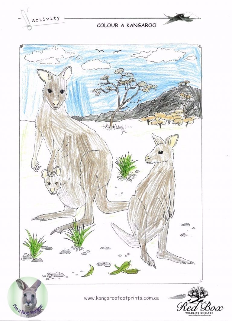 Gallery – Kangaroo Rangers